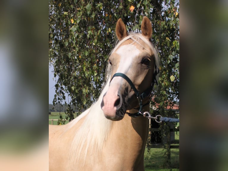 Welsh-PB Wallach 5 Jahre 150 cm Palomino in Halle