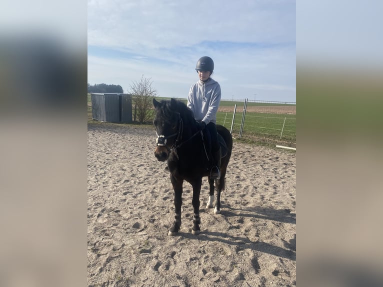 Welsh-PB Wallach 6 Jahre 137 cm Dunkelbrauner in Deuerling