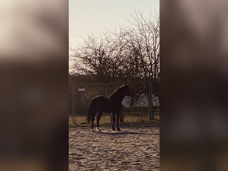 Welsh-PB Wallach 6 Jahre 137 cm Dunkelbrauner in Deuerling