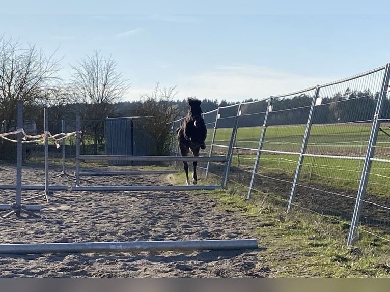 Welsh-PB Wallach 6 Jahre 137 cm Dunkelbrauner in Deuerling