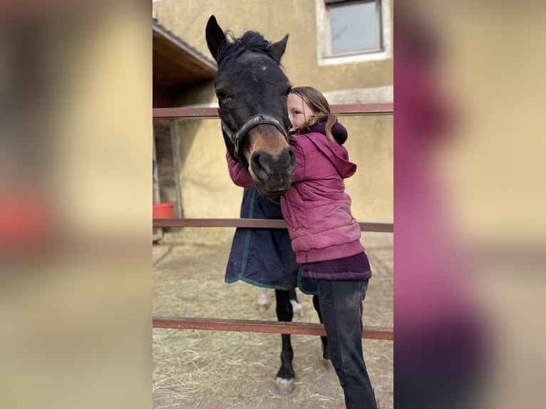 Welsh-PB Wallach 6 Jahre 137 cm Dunkelbrauner in Deuerling