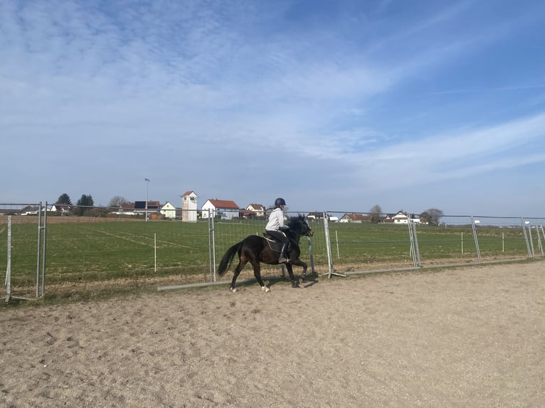 Welsh-PB Wallach 6 Jahre 137 cm Dunkelbrauner in Deuerling