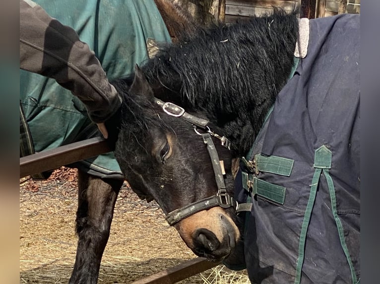 Welsh-PB Wallach 6 Jahre 137 cm Dunkelbrauner in Deuerling