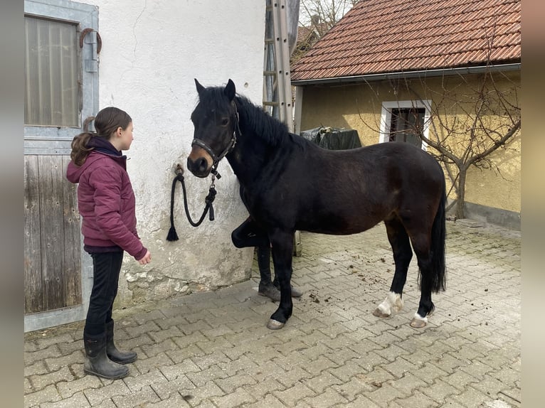 Welsh-PB Wallach 6 Jahre 137 cm Dunkelbrauner in Deuerling