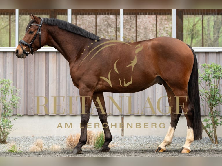 Welsh-PB Wallach 6 Jahre 148 cm Brauner in Fürth