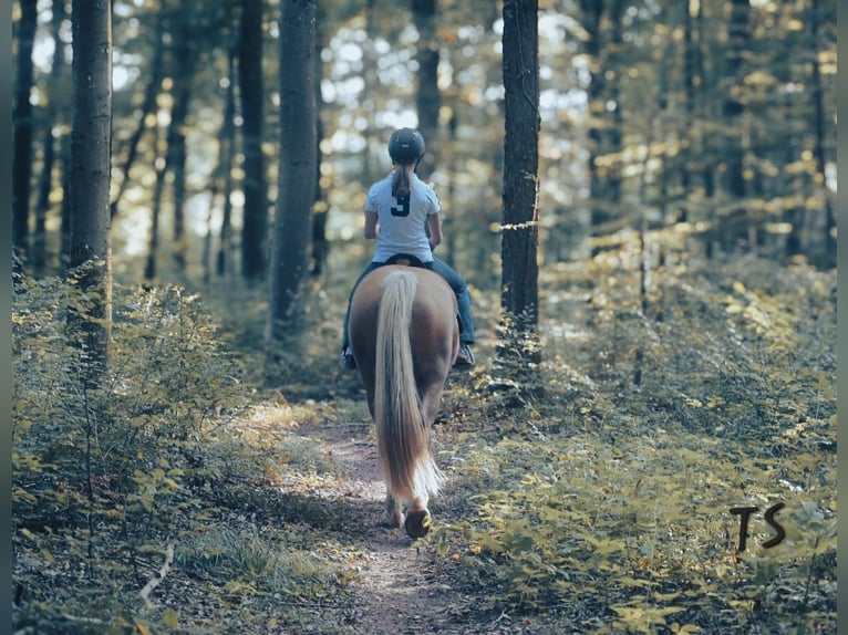 Welsh-PB Wallach 7 Jahre 155 cm Palomino in Bridel