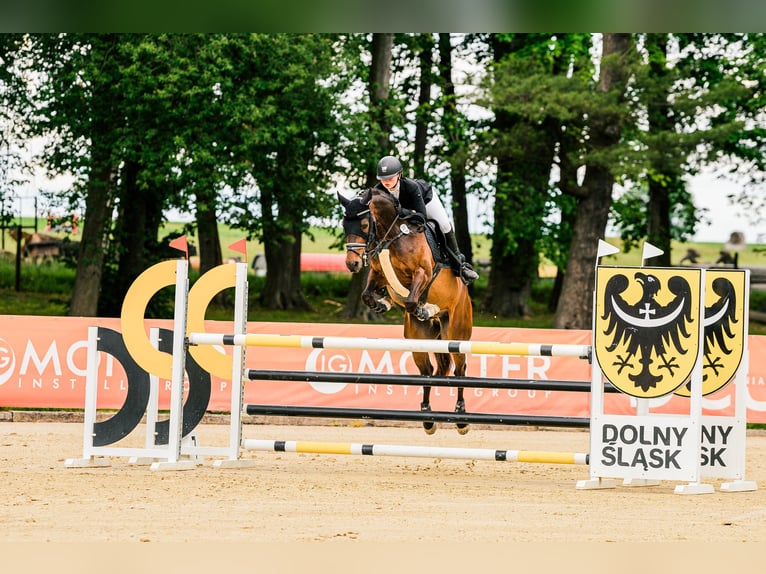 Welsh-PB Wallach 7 Jahre 157 cm Dunkelbrauner in Třebechovice pod Orebem