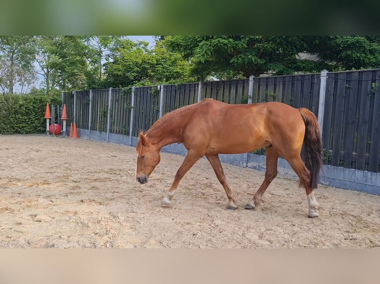 Welsh-PB Mix Wallach 7 Jahre 162 cm Fuchs in Uffelte