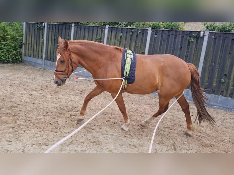 Welsh-PB Mix Wallach 7 Jahre 162 cm Fuchs in Uffelte