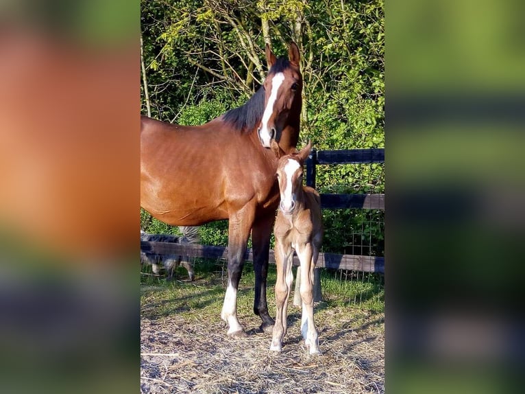 Welsh-PB Mix Wallach 7 Jahre 162 cm Fuchs in Uffelte