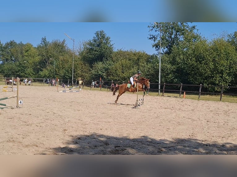 Welsh-PB Mix Wallach 7 Jahre 162 cm Fuchs in Uffelte
