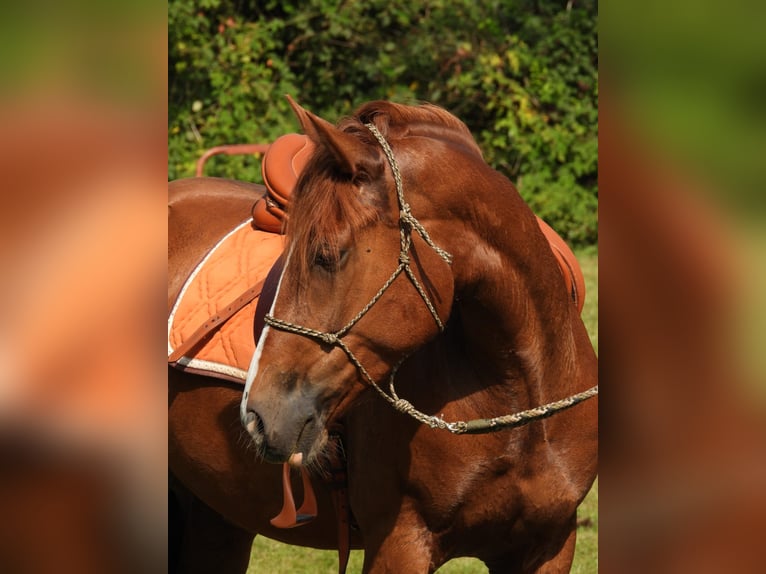 Welsh-PB Mix Wallach 7 Jahre 162 cm Fuchs in Uffelte