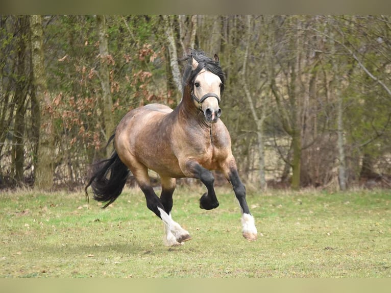 Welsh-PB Mix Wallach 7 Jahre 162 cm Fuchs in Uffelte