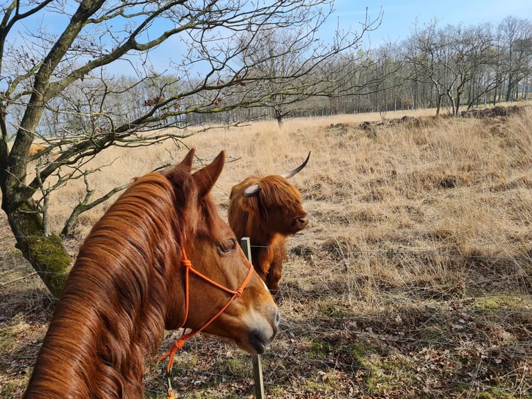 Welsh-PB Mix Wallach 7 Jahre 162 cm Fuchs in Uffelte
