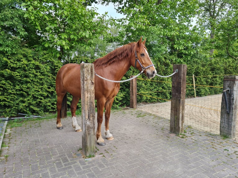 Welsh-PB Mix Wallach 7 Jahre 162 cm Fuchs in Uffelte