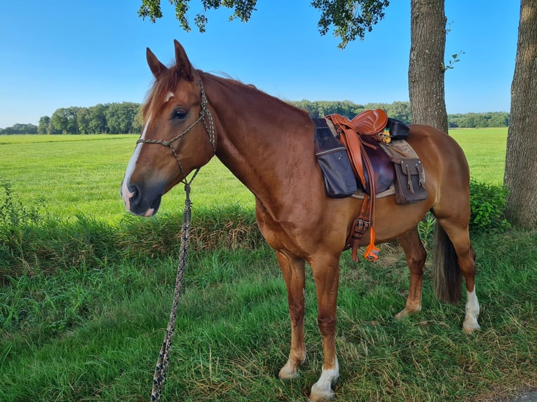 Welsh-PB Mix Wallach 7 Jahre 162 cm Fuchs in Uffelte