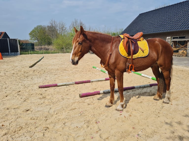 Welsh-PB Mix Wallach 7 Jahre 162 cm Fuchs in Uffelte