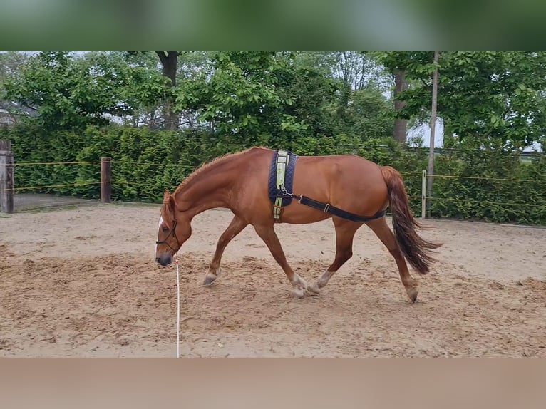 Welsh-PB Mix Wallach 7 Jahre 162 cm Fuchs in Uffelte