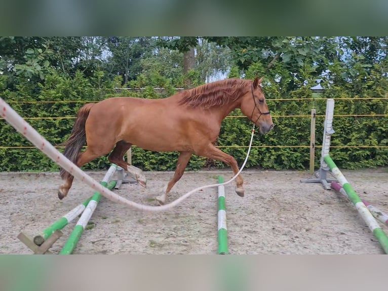 Welsh-PB Mix Wallach 7 Jahre 162 cm Fuchs in Uffelte