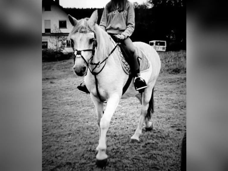 Westernpferd Reitbeteiligung gesucht 