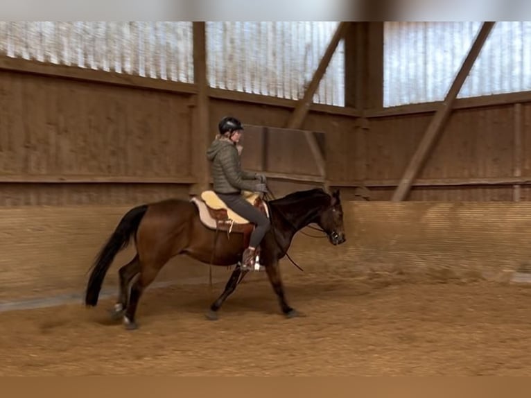 Westernreitbeteiligung gesucht - zuverlässige Reiterin sucht Pferd Westernreitbeteiligung gesucht - zuverlässige Reiterin sucht Pferd