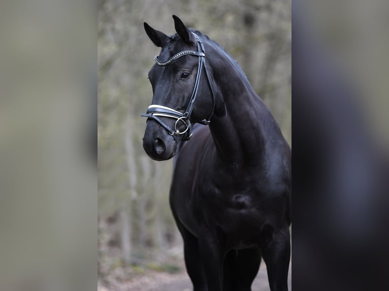 Westfaal Hengst 11 Jaar 167 cm Zwart in Krefeld