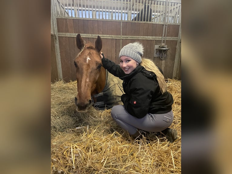 Westfaal Hengst 12 Jaar 182 cm Vos in Ratingen