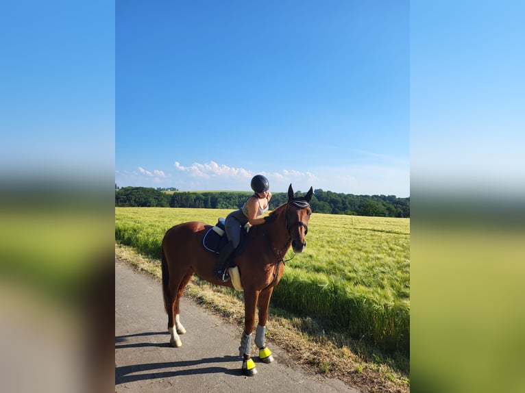 Westfaal Hengst 12 Jaar 182 cm Vos in Ratingen