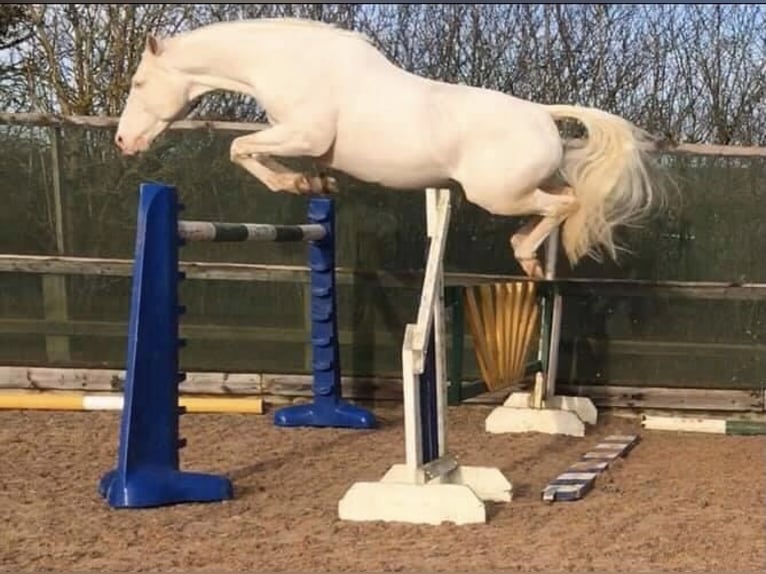 Westfaal Hengst 13 Jaar 163 cm Cremello in Knighton