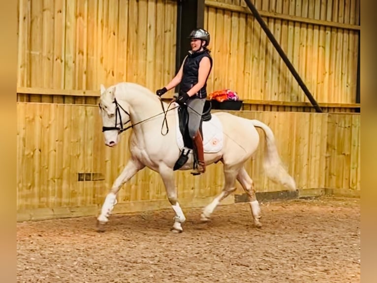 Westfaal Hengst 14 Jaar 163 cm Cremello in Knighton