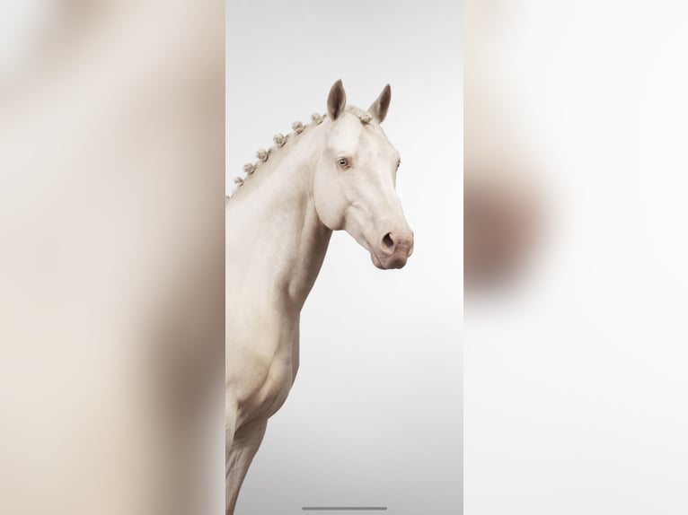 Westfaal Mix Hengst 14 Jaar 163 cm Cremello in Powys