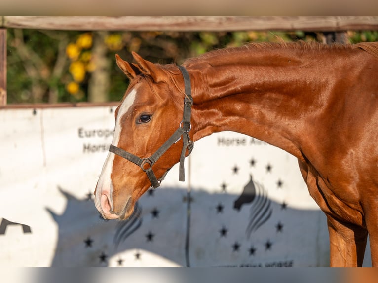 Westfaal Hengst 1 Jaar 152 cm Vos in GROTE-BROGEL