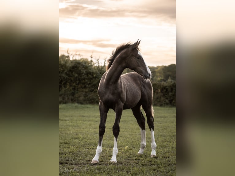 Westfaal Hengst 1 Jaar 153 cm Schimmel in Goch
