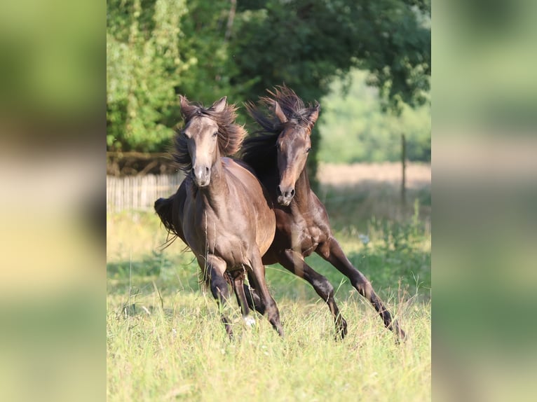 Westfaal Hengst 1 Jaar 155 cm Buckskin in Hohenahr