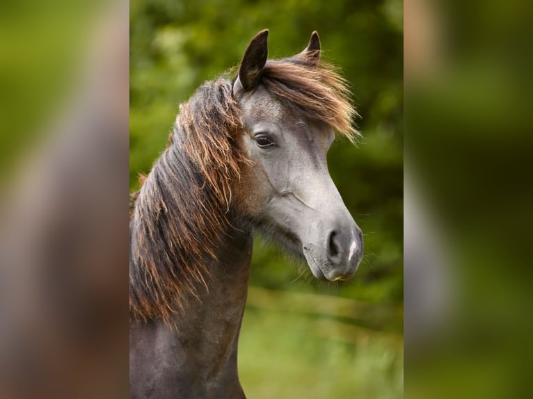 Westfaal Hengst 1 Jaar 155 cm Buckskin in Hohenahr