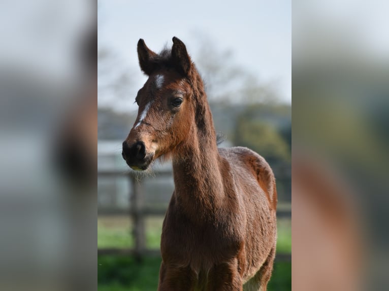 Westfaal Hengst 1 Jaar 161 cm Zwartbruin in Legden