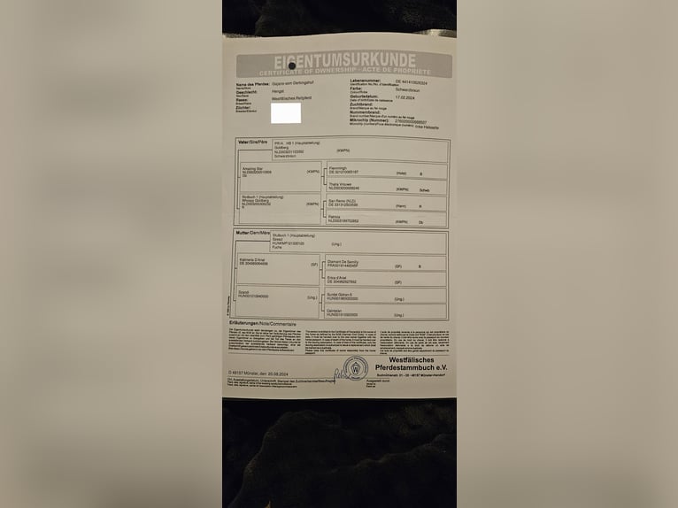 Westfaal Hengst 1 Jaar 161 cm Zwartbruin in Legden