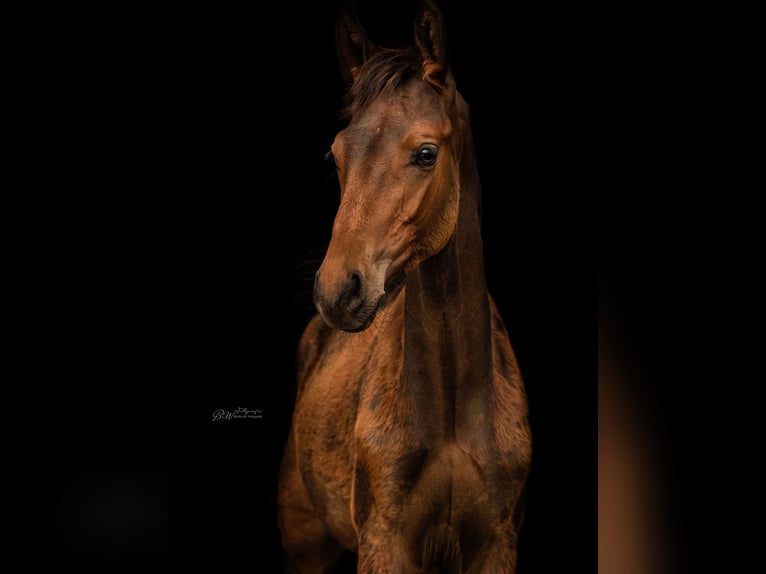 Westfaal Hengst 1 Jaar 168 cm Bruin in Bad Pyrmont