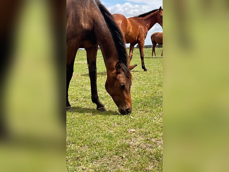 Westfaal Hengst 1 Jaar 168 cm Bruin in Billerbeck