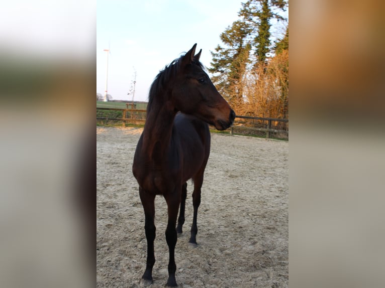 Westfaal Hengst 1 Jaar 168 cm Bruin in Billerbeck