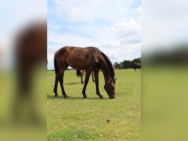 Westfaal Hengst 1 Jaar 168 cm Bruin in Billerbeck