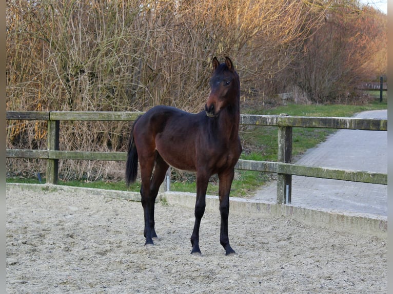 Westfaal Hengst 1 Jaar 168 cm Bruin in Billerbeck