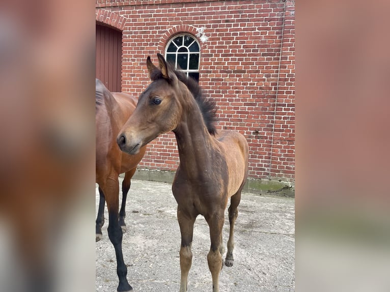 Westfaal Hengst 1 Jaar 168 cm Bruin in Billerbeck