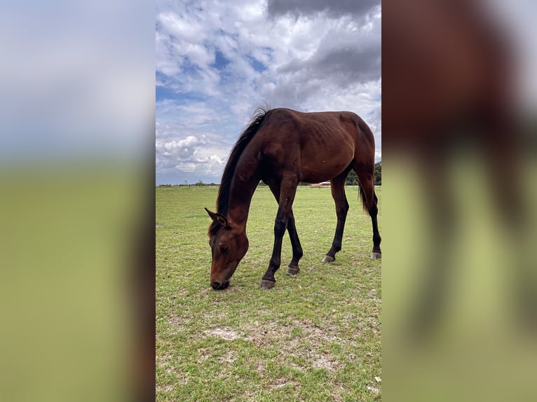 Westfaal Hengst 1 Jaar 168 cm Bruin in Billerbeck