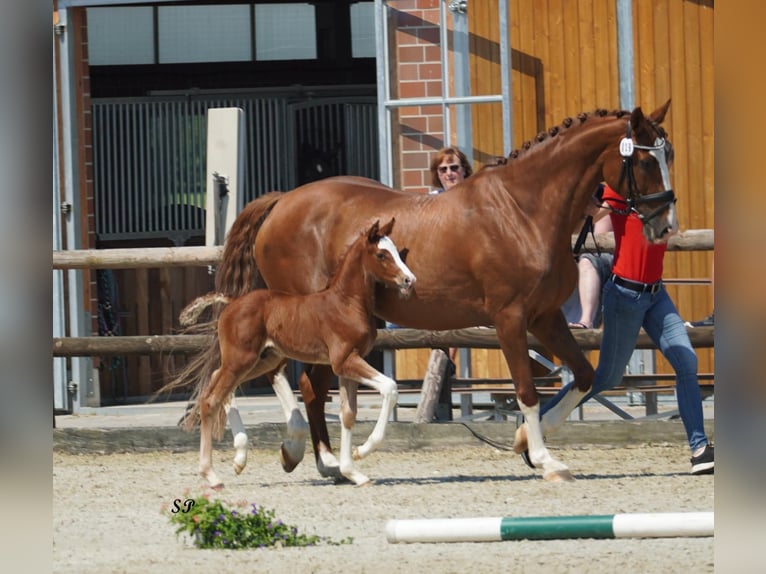 Westfaal Hengst 1 Jaar 168 cm kan schimmel zijn in Billerbeck