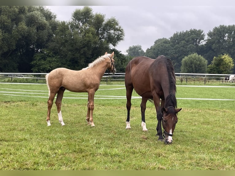 Westfaal Hengst 1 Jaar 168 cm Palomino in Viersen