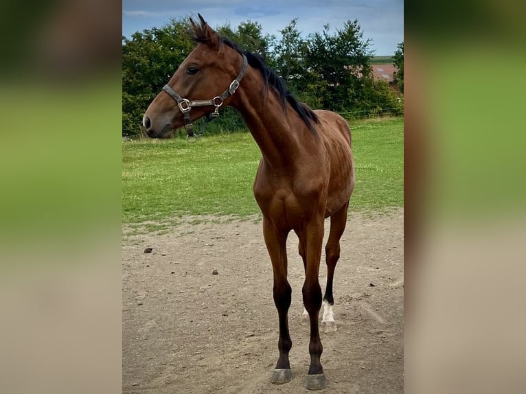 Westfaal Hengst 1 Jaar 169 cm Bruin in Dörrmorschel