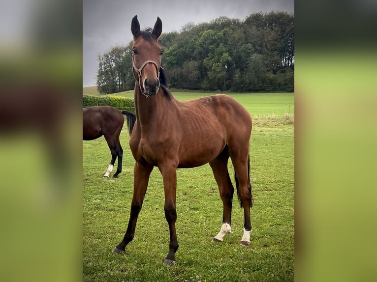 Westfaal Hengst 1 Jaar 169 cm Bruin in Dörrmorschel