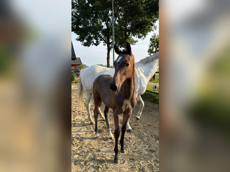 Westfaal Hengst 1 Jaar 169 cm Schimmel in Harsewinkel