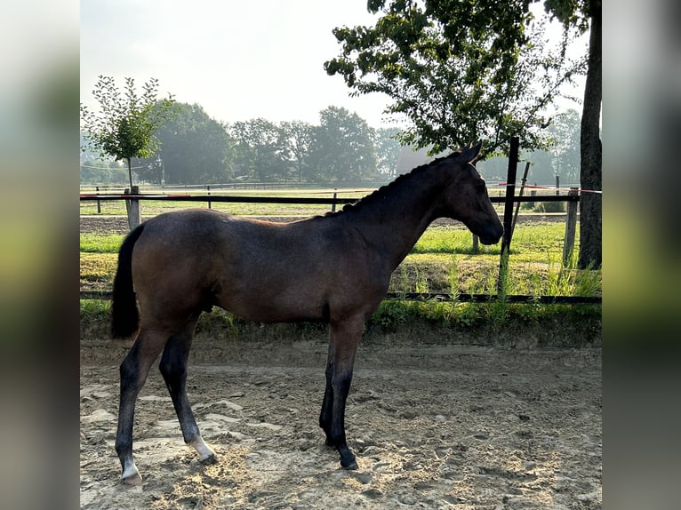 Westfaal Hengst 1 Jaar 169 cm Schimmel in Harsewinkel